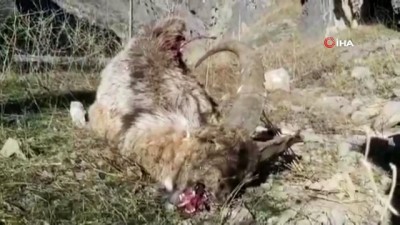 doga fotografcisi -  Hakkari’de telef olmuş dağ keçisi bulundu Videosu