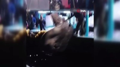 Akdeniz'de nadir görülen ‘Ay balığı’ Adana’da ağlara takıldı