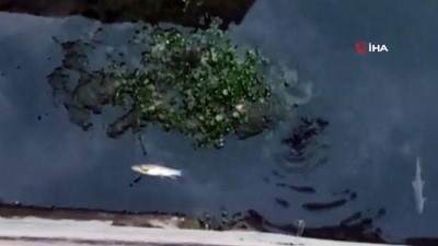 olu balik -  Irmakta yaşanan toplu balık ölümleri tedirgin etti Videosu