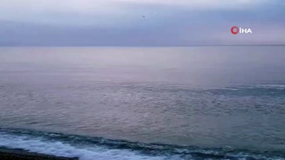 fok baligi -  - Konyaaltı Sahilinde fok balığı heyecanı Videosu