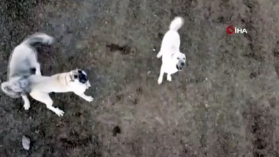  Koyun sürüsünde çoban köpeğinin drone  ile imtihanı