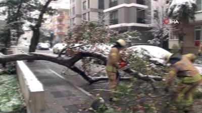  Kadıköy’de kar yağışına dayanamayan ağaç, araçların üzerine devrildi