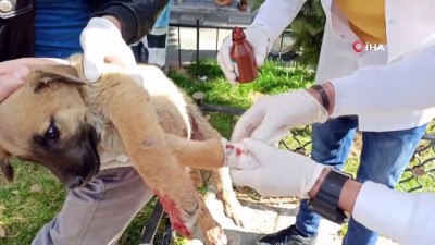  Vatandaşlar otomobilin ezdiği yavru köpek için seferber oldu