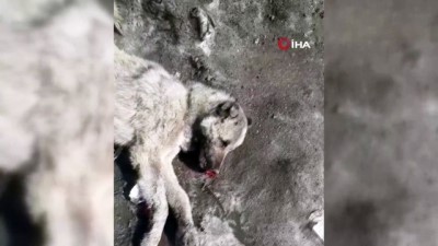 yasam mucadelesi -  Yüksekova'da ölü bulunan köpek yürekleri sızlattı Videosu