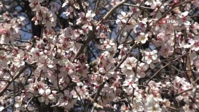 gunesli -  Badem ağaçları kış ortasında çiçek açtı Videosu