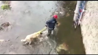 donma tehlikesi -  Buz gibi suda mahsur kalan çoban köpeğini itfaiye ekipleri kurtardı Videosu