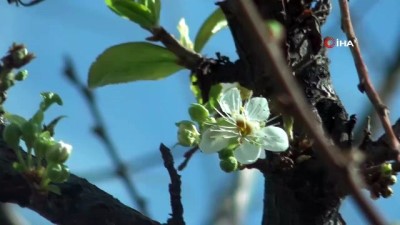 erik agaci -  Kış ortasında çiçek açtı, çiftçiler tedirgin Videosu
