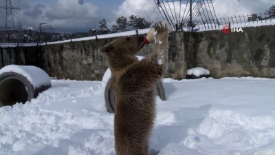 hayvanat bahcesi -  İstanbul'da karın keyfini çıkaran ayı, bakıcısıyla güreş tuttu Videosu