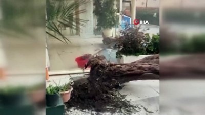  İzmir’de fırtına kabusu geri döndü, kırılan ağaçlar otomobillerin üzerine devrildi