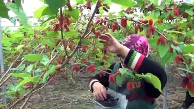 kadin isci -  Türkiye’de yılın ilk karadut hasadı Silifke’de başladı: Kilosu 17 liradan alıcı buluyor Videosu