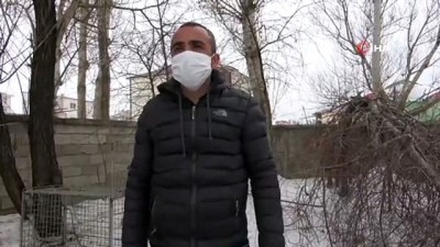 dogal yasam alani -  Yüksekova’da korku salan kurt sokak sokak aranıyor Videosu