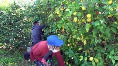 soguk hava deposu -  - Mersin'de limon hasadı tamamlandı Videosu