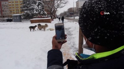  Sokak köpeklerinin kar keyfi