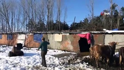  Tuzla’da ahırın çatısı çöktü, 60’a yakın hayvan kurtarıldı