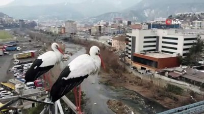 yuksek gerilim hatti -  Baharın habercisi leylek çifti Karabük’e erken geldi Videosu