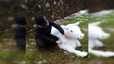 kar yagisi -  Bu da kardan 'boğa' Videosu