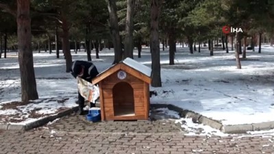 kopek -  Erzincan’da sokak hayvanları için üretilen ahşap barınaklara mama bırakıldı Videosu