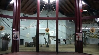 kar yagisi -  Sıcak iklime alışkın lemurlar kışı böyle geçiriyor Videosu