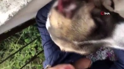  Kulakları kesilen köpek tedavi altında