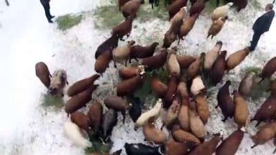 sevindik - AĞRI - Devlet desteğiyle koyun sahibi olan besicilerin 'kuzu' sevinci Videosu
