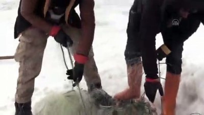 eve donus - AĞRI - Köylülerin buzla kaplı 2 bin 241 rakımlı gölde zorlu balık avı Videosu