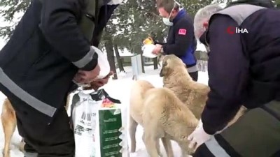 kopek -  Can dostlar için kış öğünü Videosu