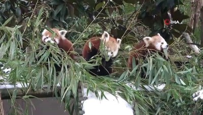 hayvanat bahcesi -  Hayvanat bahçesi o hayvanlara kaldı Videosu