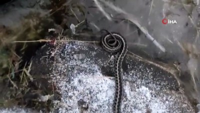 hava sicakligi -  Kış mevsiminde görülen yılan şaşırttı Videosu