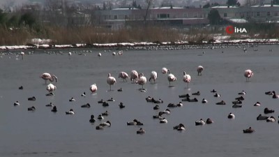  Körfez'i renklendiren flamingolar, kışın keyfini sürüyor