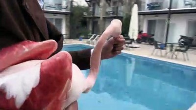 MUĞLA - Bodrum'da otelin bahçesine düşen yaralı flamingoya işletmenin yetkilileri sahip çıktı