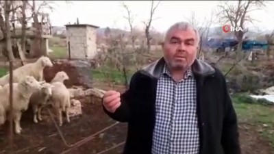 can guvenligi -  Sokak köpekleri koyunları telef etti Videosu