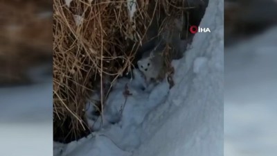 cevik bir -  Yüksekova’da beyaz gelincik görüntülendi Videosu