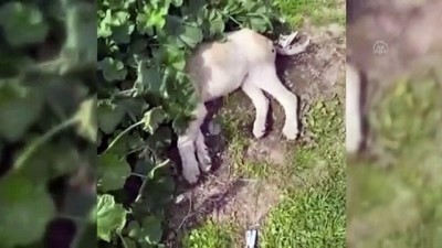 kopek yavrusu - AYDIN - Ölü bulunan 5 sokak köpeği inceleme için belediye ekiplerine teslim edildi Videosu