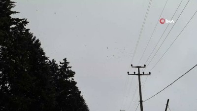 yagan -  Baharda gelen leylekler bu yıl karla geldi Videosu