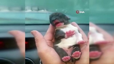 tedavi sureci -  Esenyurt’ta donmaktan son anda kurtarılan yavru köpekten iyi haber geldi Videosu
