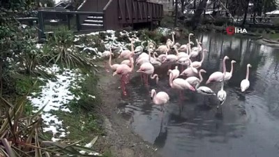 hayvanat bahcesi -  Flamingo ailesine 12 yeni üye Videosu