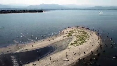 gocmen kuslar - KOCAELİ - İzmit Körfezi göçmen kuşların uğrak noktası oldu Videosu