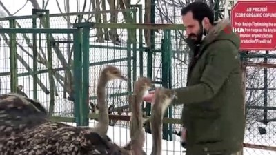 deve kusu -  Yavru deve kuşları kar yeme yarışı yaptı Videosu