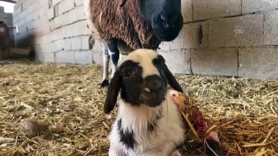 yogun mesai - AKSARAY - Besicilerin zorlu mesaisi Videosu