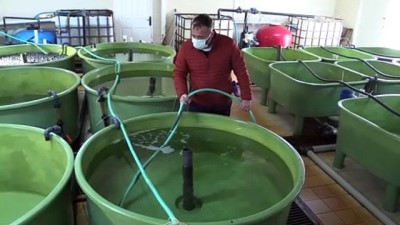 bilimsel arastirma - ÇANAKKALE - Onsekiz Mart Üniversitesi 4 yılda 25 bin çipura ve levrek üreterek denizle buluşturuldu Videosu