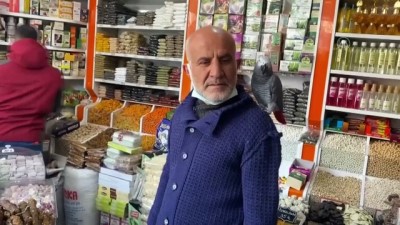 NİĞDE - Müşterilerini omzundan ayırmadığı papağanı 'Paşa' ile karşılıyor