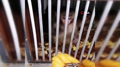 hayvanat bahcesi -  Silopi'de 4 örümcek maymun koruma altına alındı Videosu