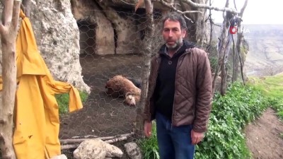 hayvan barinagi -  Şırnak’ta keçi sürüsüne kurt saldırdı: 25 hayvan telef oldu, 15'i yaralandı Videosu