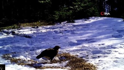 cakal -  Yaban hayvanlarının yemek keyfi kameralara böyle yansıdı Videosu
