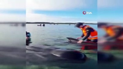 balina -  - Yeni Zelanda’da 49 pilot balina karaya vurdu, 9'u öldü Videosu