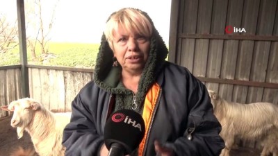 keci -  Beslediği keçilerin ne etinden ne de sütün faydalanıyor Videosu