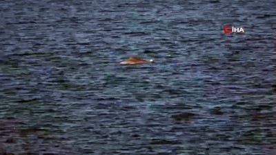 yunus baligi -  Çanakkale Boğazı’nda yunus balıklarının şovu Videosu