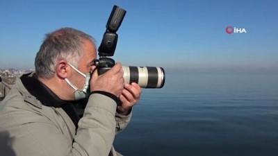 isaf -  Göçmen kuğular Fatsa’yı mesken tuttu Videosu