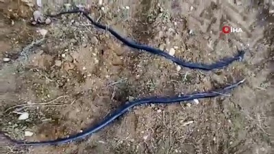 akrep -  - Havaların ısınmasıyla ortaya çıkan yılanlar köylüleri tedirgin etti Videosu