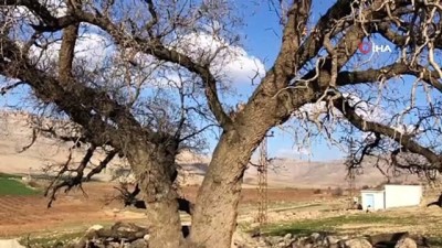 riva -  Mardin’de köylüler, 250 yıllık meşe ağacının koruma altına alınmasını istiyor Videosu